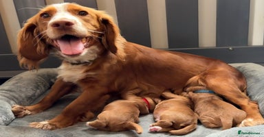Labrador Retriever dogs - Advert 7