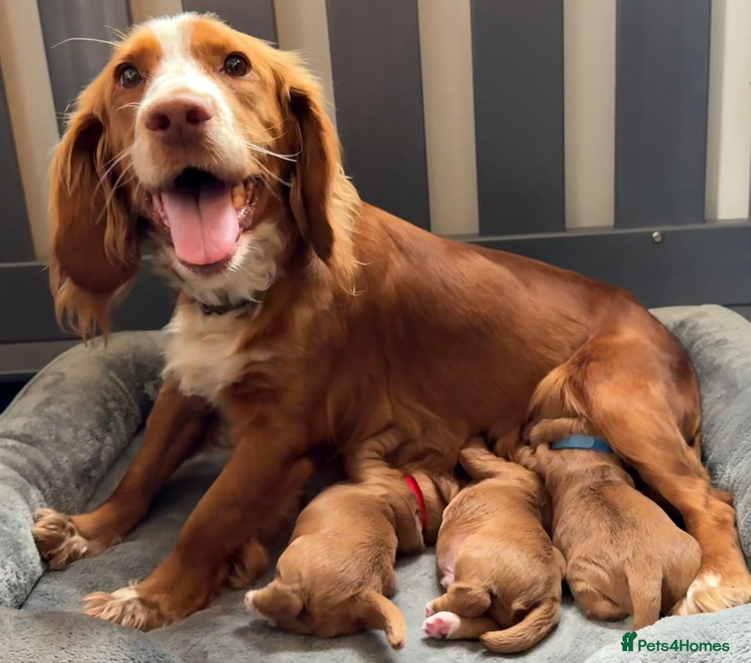 Labrador Retriever dogs for sale: 3 VERY DARK RED W/COCKER SPANIEL BOYS AVAILABLE  - Image 3