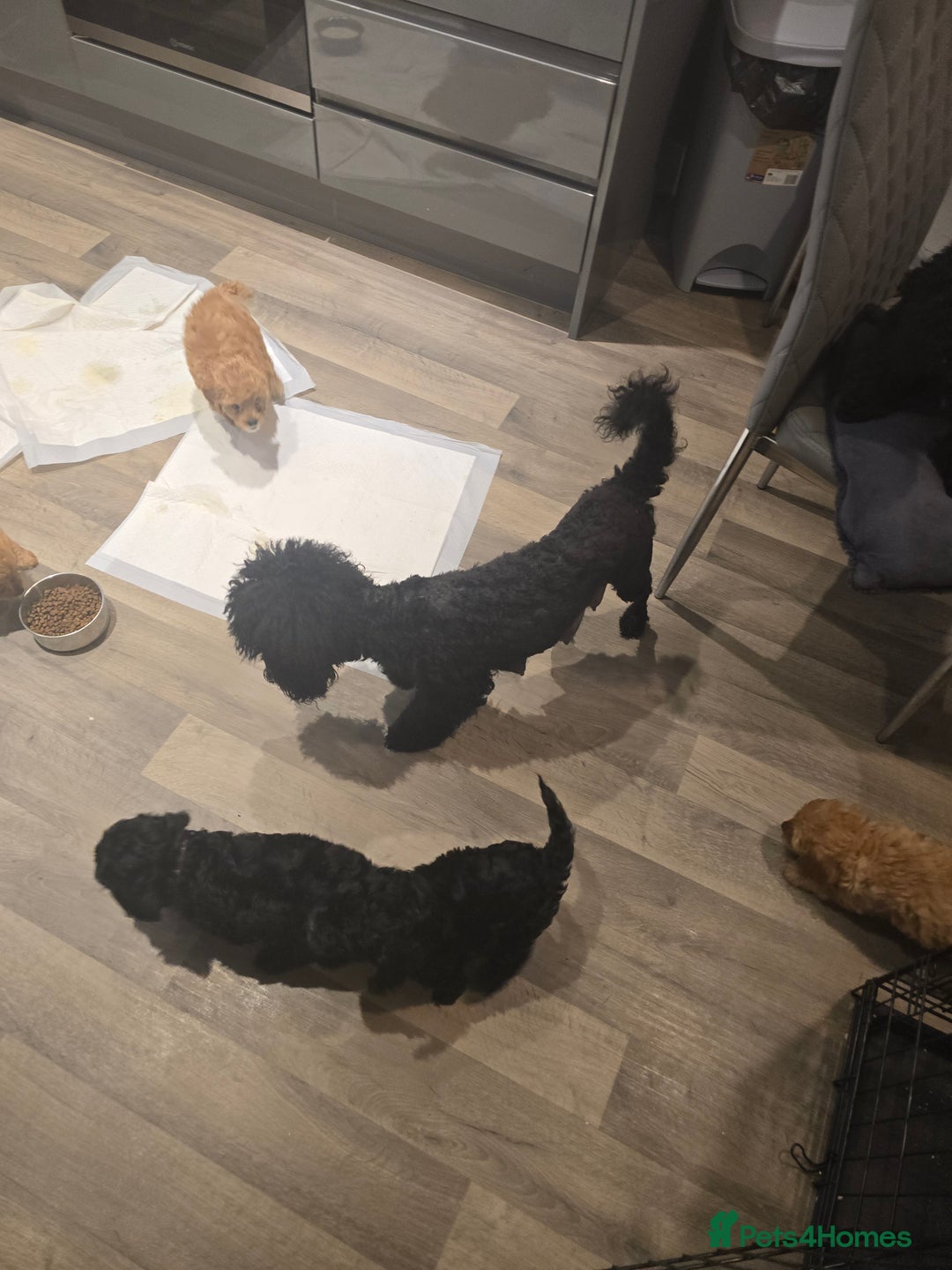 Cavapoo dogs for sale: REDUCED AMAZING F1 cavapoo puppies  - Image 30