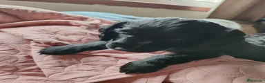 Cockapoo 1 (blue collar)