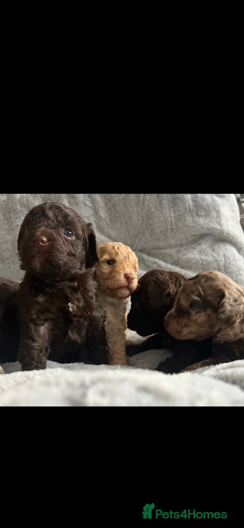 Cockapoo dogs Gorgeous Cockapoo puppies  - Advert 4