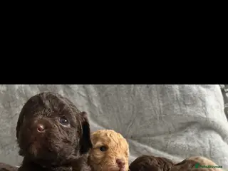 Cockapoo dogs Gorgeous Cockapoo puppies - Advert 18