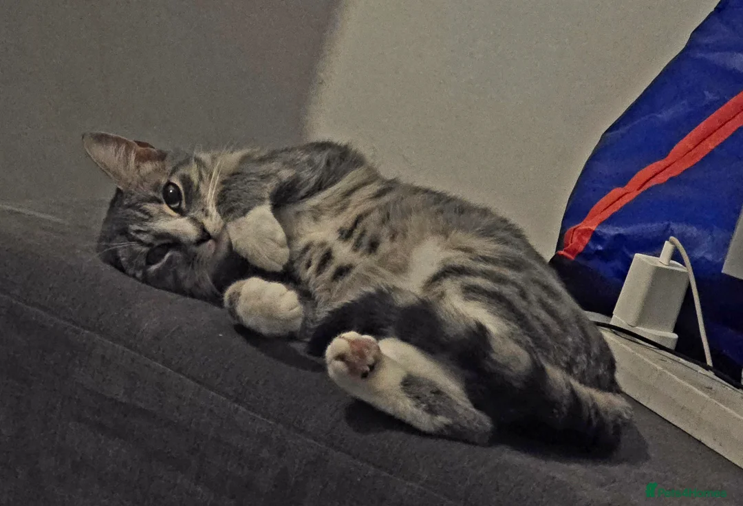Mixed Breed cats for sale: Long haired kittens in Bishop Auckland - Advert 2