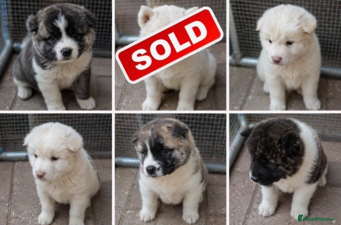 Akita dogs Beautiful Akita Puppies Looking for Forever Homes - Advert 12