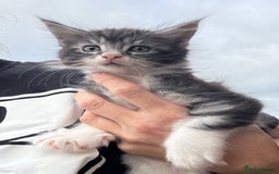 Maine Coon cats for sale: Stunning Maine Coon kittens ready now - Image 5