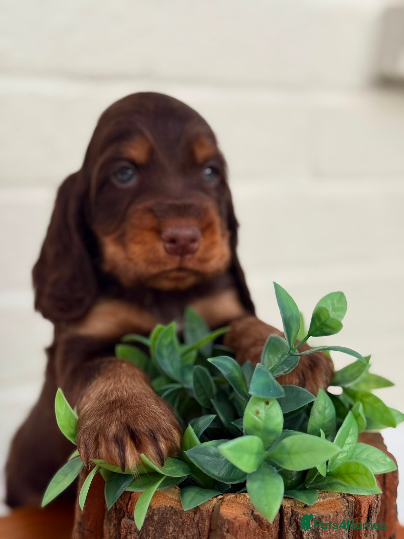 Cocker Spaniel dogs Show type cocker spaniels  - Advert 3