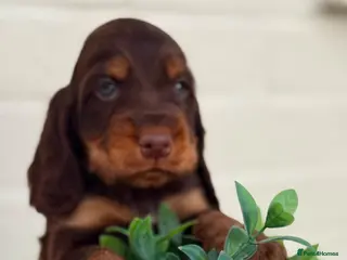 Cocker Spaniel dogs Show type cocker spaniels - Advert 3