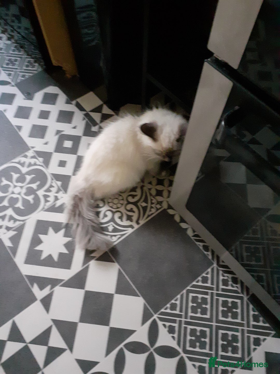 Ragdoll cats for sale: Ragdoll  - Advert 2