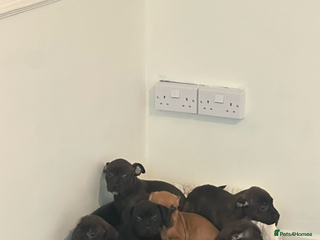 Staffordshire Bull Terrier dogs for sale: Stunning staff puppies - Advert 1