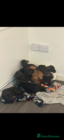 Staffordshire Bull Terrier dogs Stunning staff puppies - Advert 2