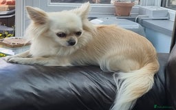 Chihuahua dogs for sale: Beautiful Spayed girl 5 years old - Image 5