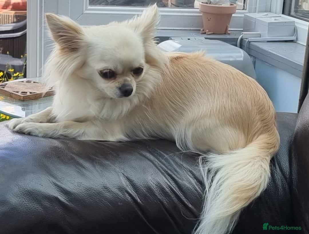 Chihuahua dogs for sale: Beautiful Spayed girl 5 years old - Image 5