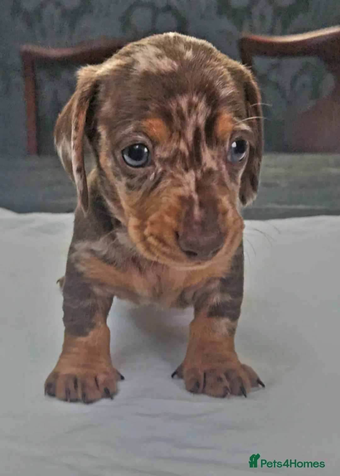 Miniature Dachshund dogs for sale: 5 Georgeous miniature dachsunds - Advert 2