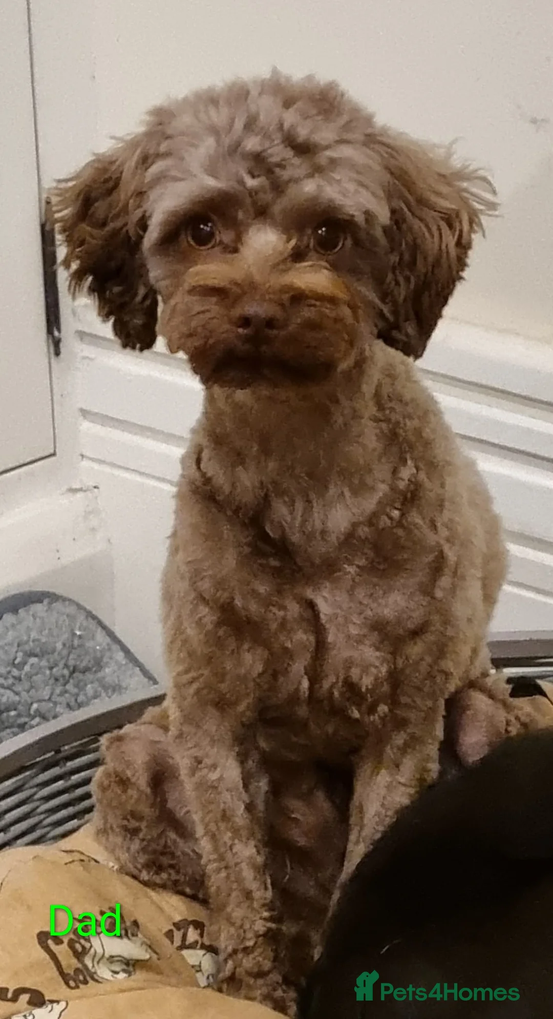 Chipoo dogs for sale: Poodle x chihuahua  - Advert 12