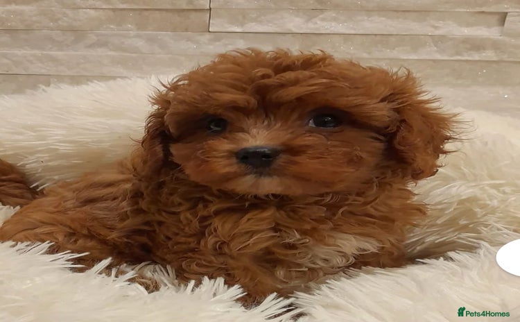 Cavapoo dogs - Advert 1