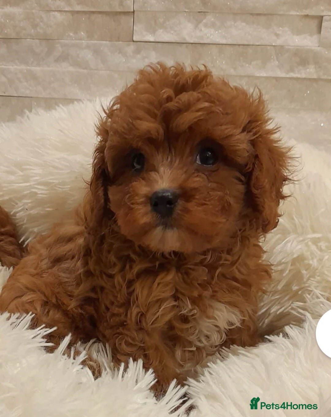 Cavapoo dogs for sale: Holly - Image 1