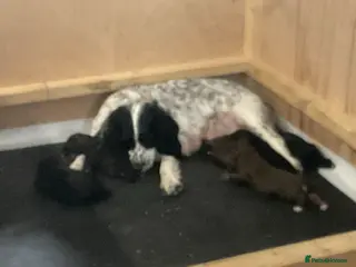 Mixed Breed dogs Sprockerpoo puppies - Advert 16