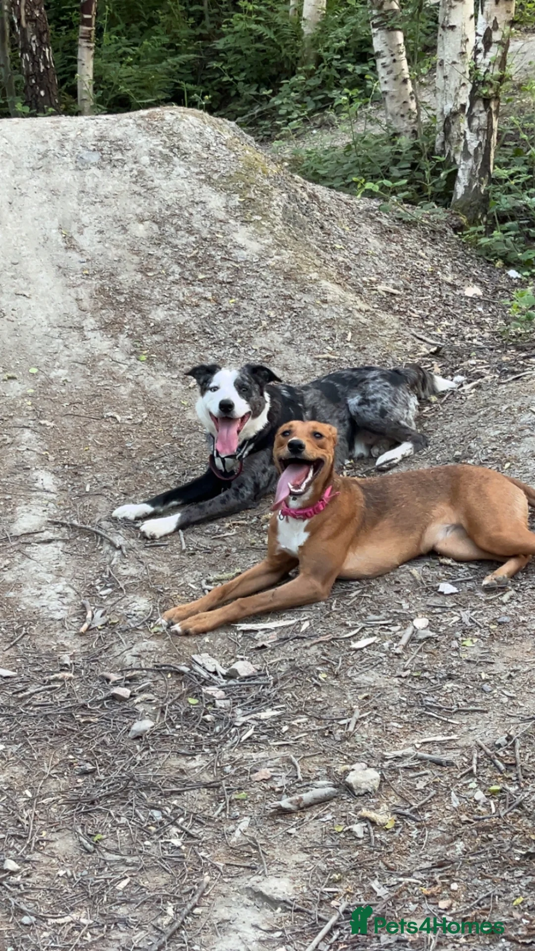 Mixed Breed dogs for sale: Jett 7 month old  in Ossett - Advert 1
