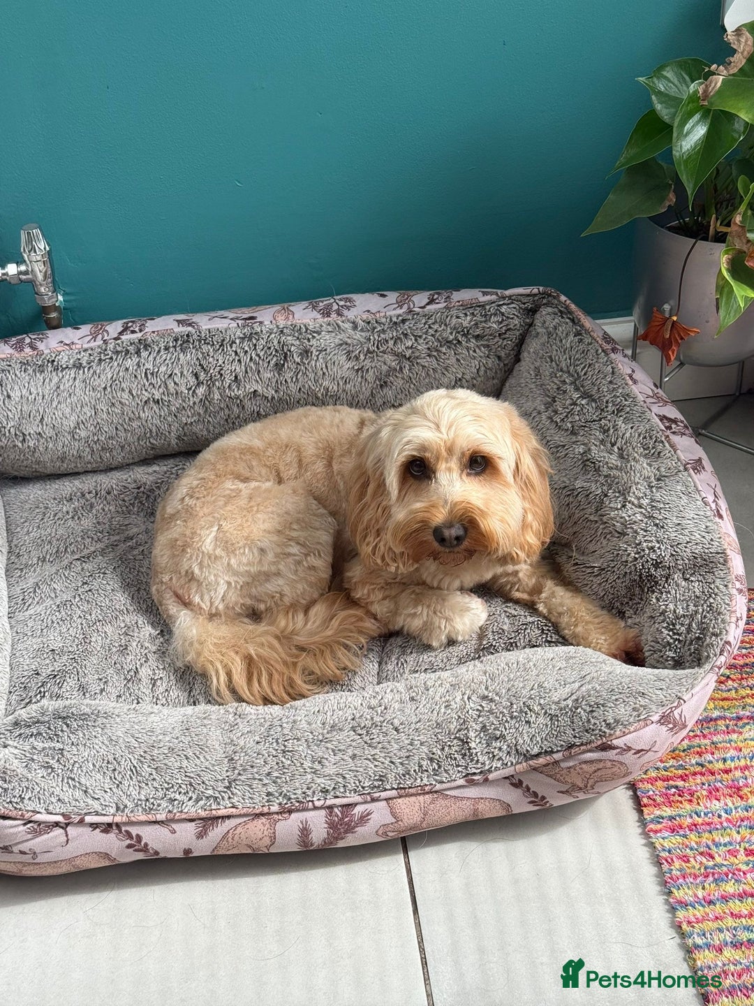 Cockapoo dogs for sale: Cockapoo - Advert 1