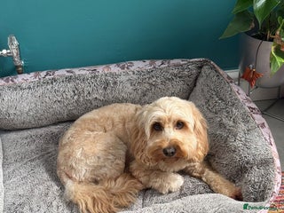 Cockapoo dogs Cockapoo - Advert 2