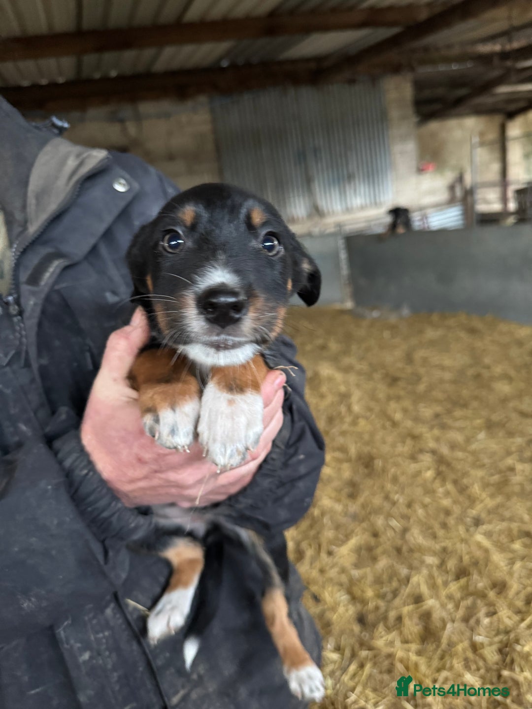 Mixed Breed dogs for sale: Blue merle x huntaway puppies - Advert 4