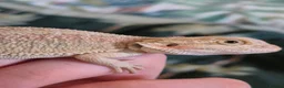 Bearded Dragon reptiles for sale: 100% Het Zero Hypo Bearded Dragon baby - Advert 2