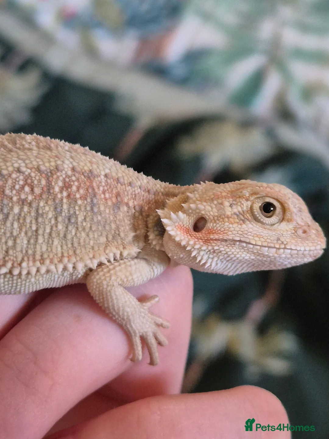 Bearded Dragon reptiles for sale: 100% Het Zero Hypo Bearded Dragon baby - Advert 2