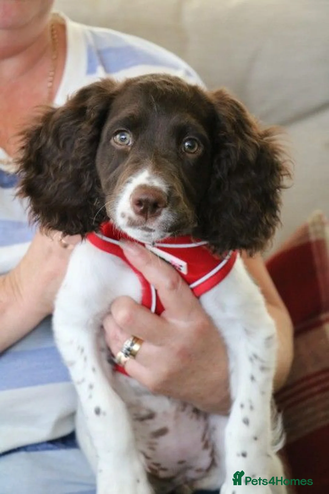 English Springer Spaniel dogs for sale: Health Tested English Springer Spaniel Puppy - Advert 1