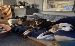 Mixed Breed dogs for adoption: Zina is looking for a loving forever home - Image 2