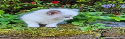 Ragdoll cats for sale: Ragdoll kittens  - Advert 4