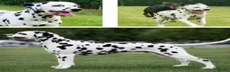 Dalmatian dogs for sale: Unexpectedly re-available Dalmatian girl-ready now - Advert 3