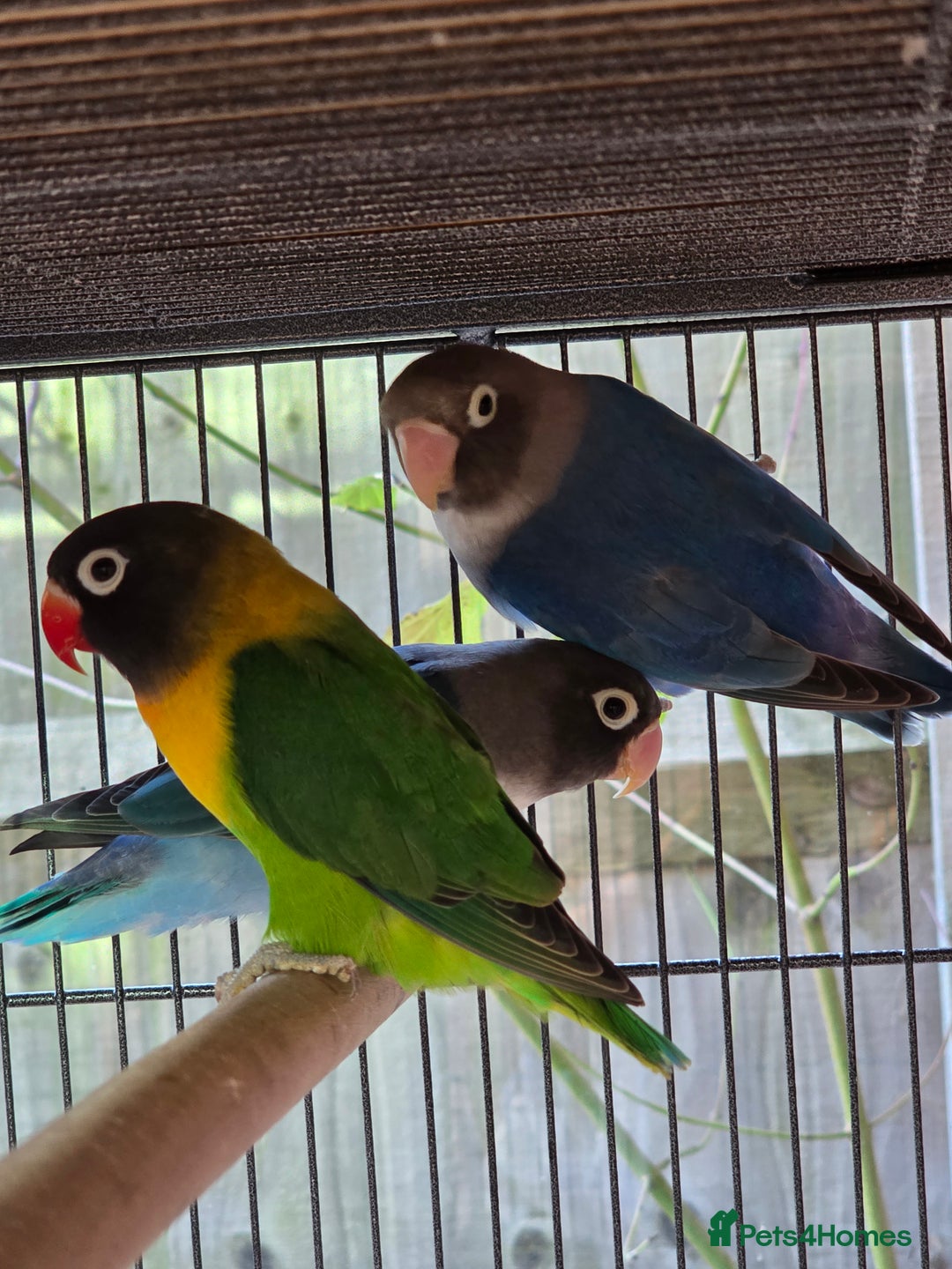 Lovebirds birds for sale: Blackmasked young lovebirds for sale - Advert 2