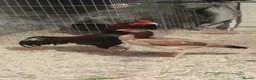 Mixed Breed poultry for sale: Aseel murga fighter  - Advert 3