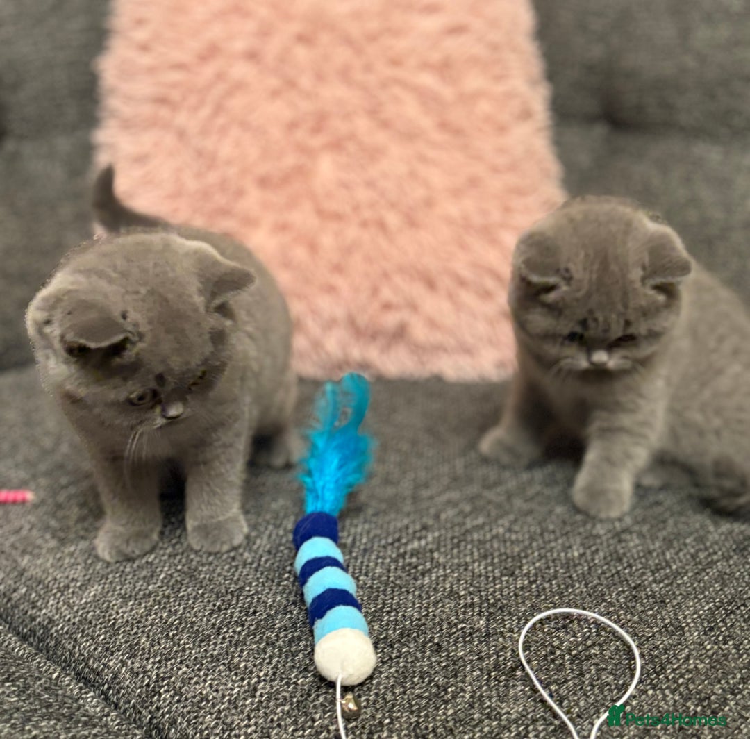 British Shorthair cats for sale: British Shorthair Male Kitten (GCCF) - Advert 6