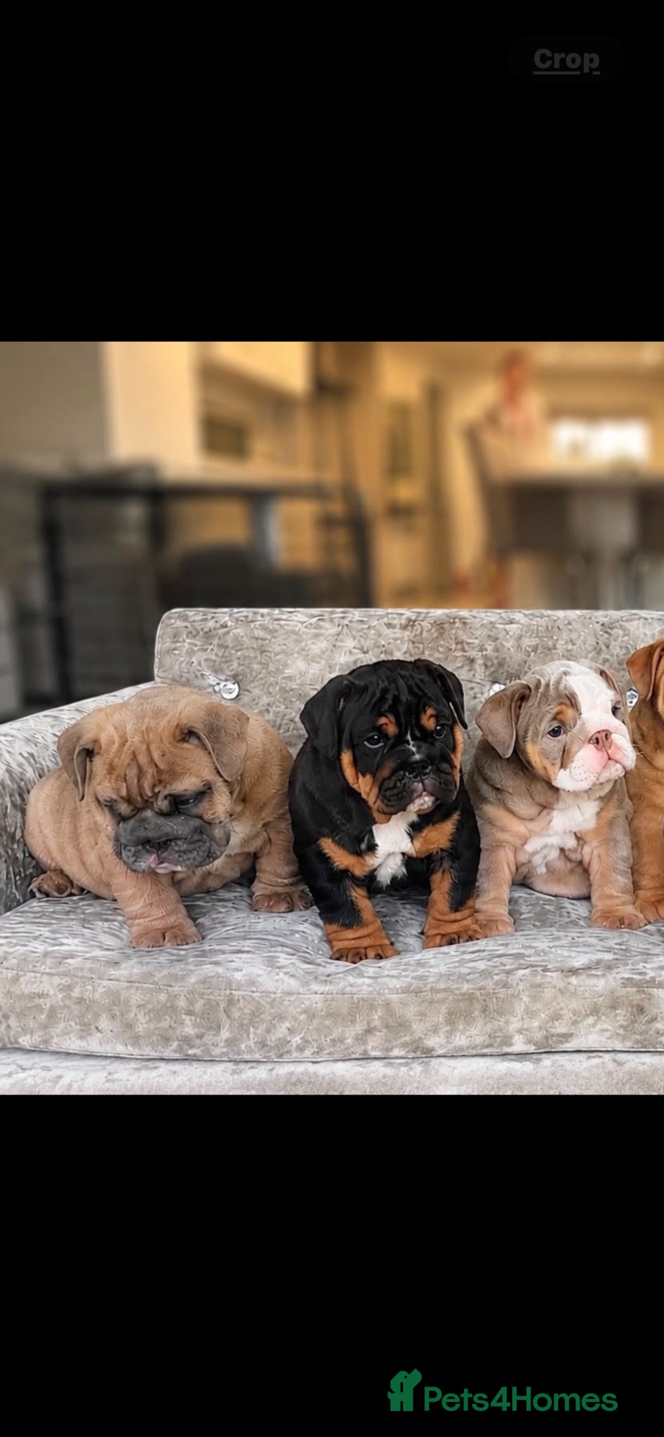 English Bulldog dogs 1st class adorable kc reg bulldog puppies  - Advert 2