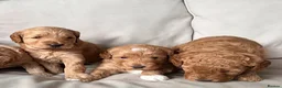 Mini Goldendoodle dogs for sale: F1b Mini Goldendoodle Puppies  - Advert 5