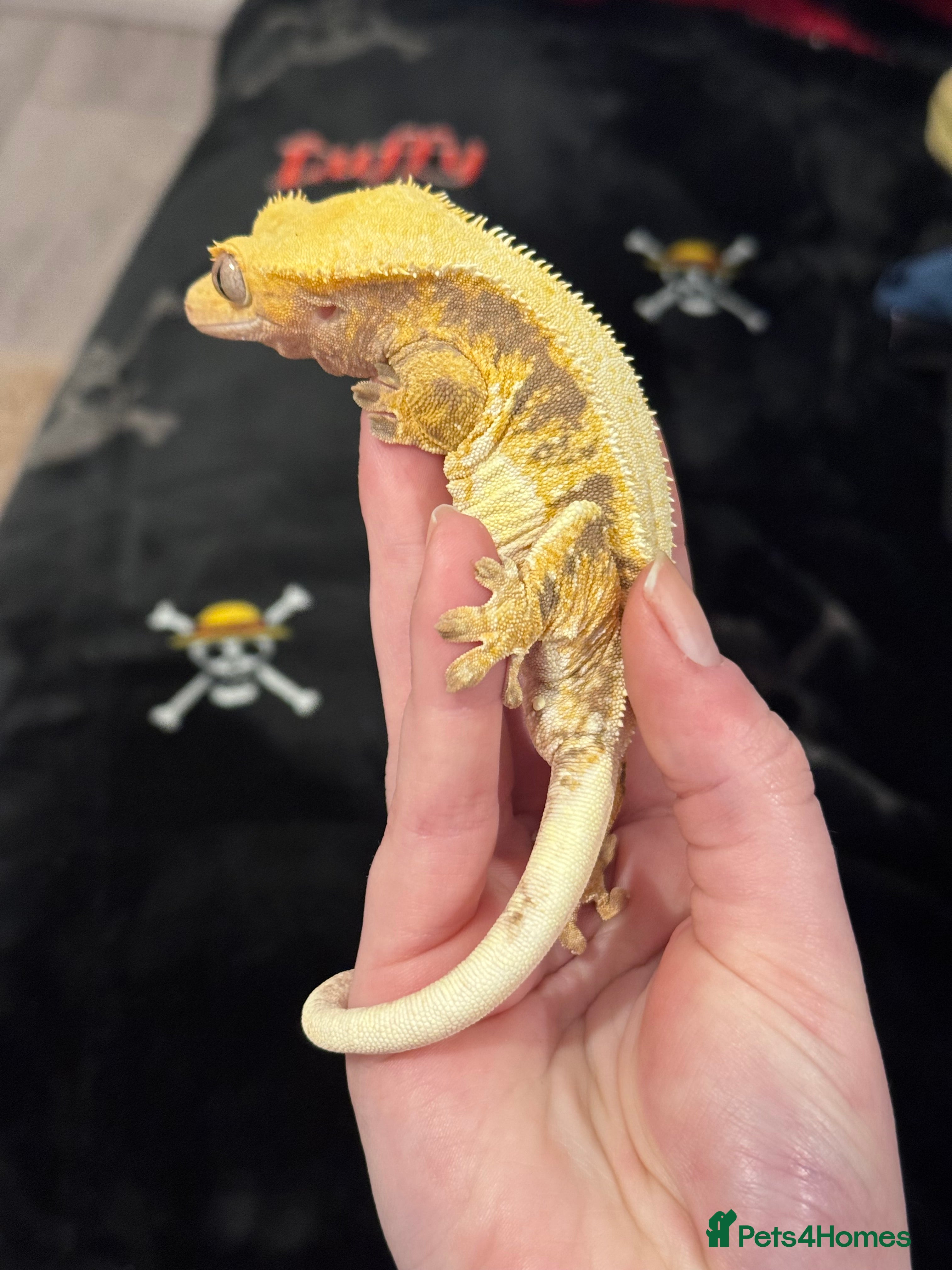 Gecko reptiles CRESTIES & ENCLOSURES - Advert 4