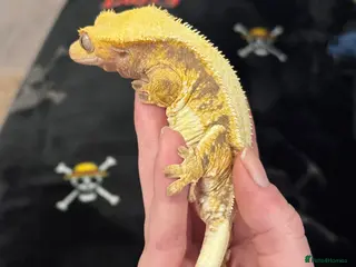 Gecko reptiles CRESTIES & ENCLOSURES - Advert 4