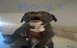 Mixed Breed dogs for sale: Cane corso x staff puppies  - Image 2