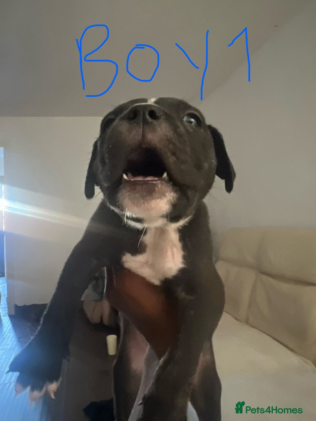 Mixed Breed dogs for sale: Cane corso x staff puppies  - Image 2