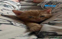 Domestic Shorthair cats for sale: Beautiful Kittens For Sale!! - Image 5