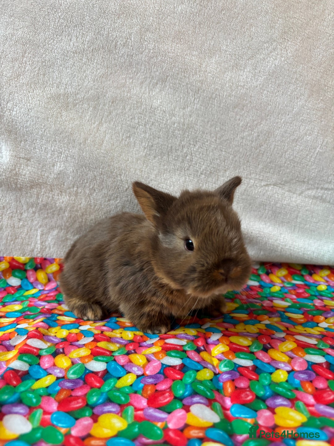 Mixed Breed rabbits for sale: 3 Baby Bunnies - Ready for their forever home! - Advert 4