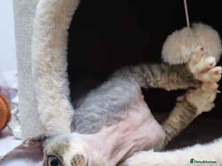 Devon Rex cats ❤️🐱Brown mackerel tabby Devon Rex ❤️🐱 - Advert 5