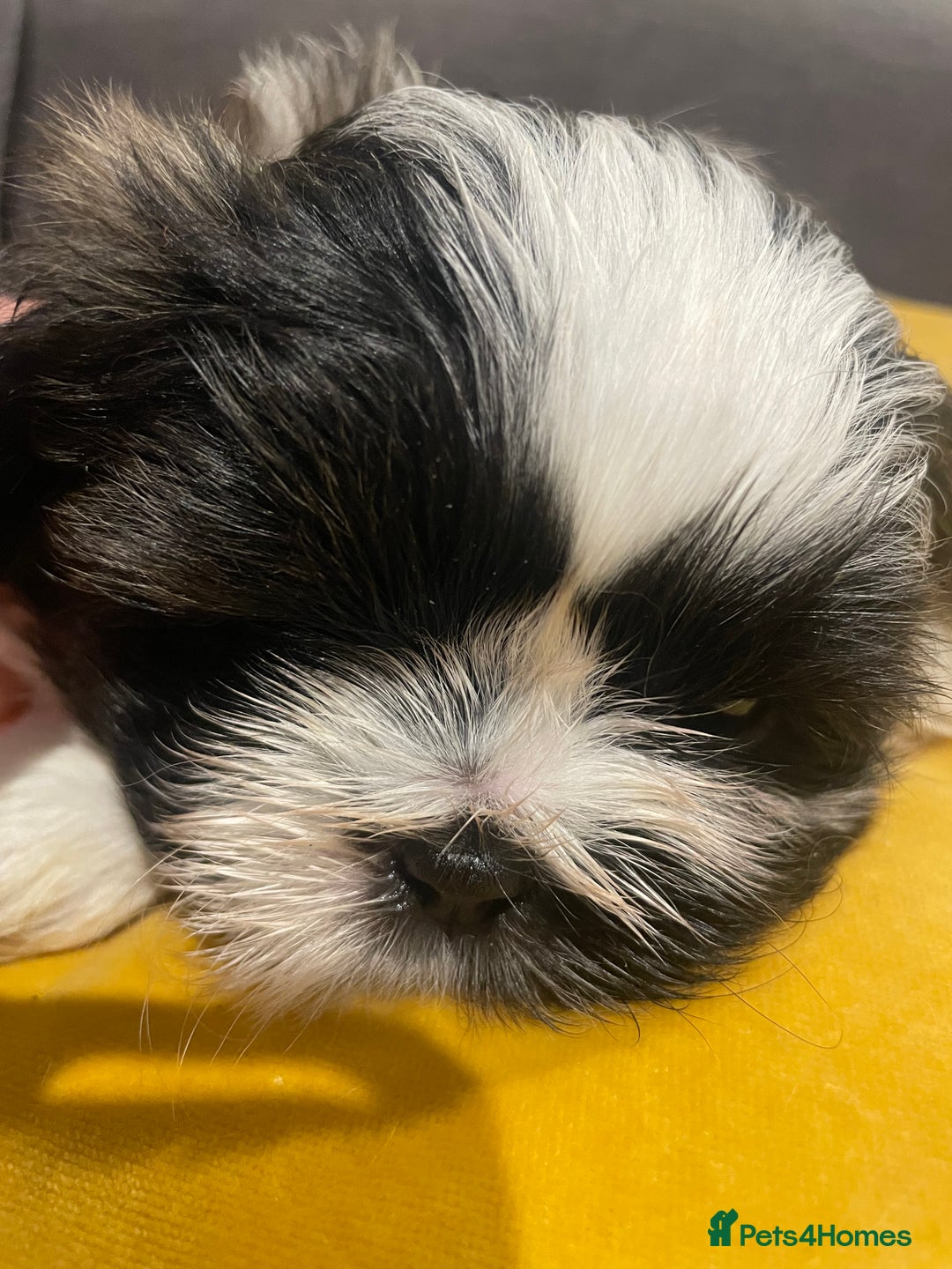 Shih Tzu dogs for sale: Adorable Imperial Shih Tzu Puppies - Advert 21