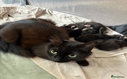 Mixed Breed cats for sale: Domestic Shorthair cross Maine CoonRagdoll kittens - Image 5