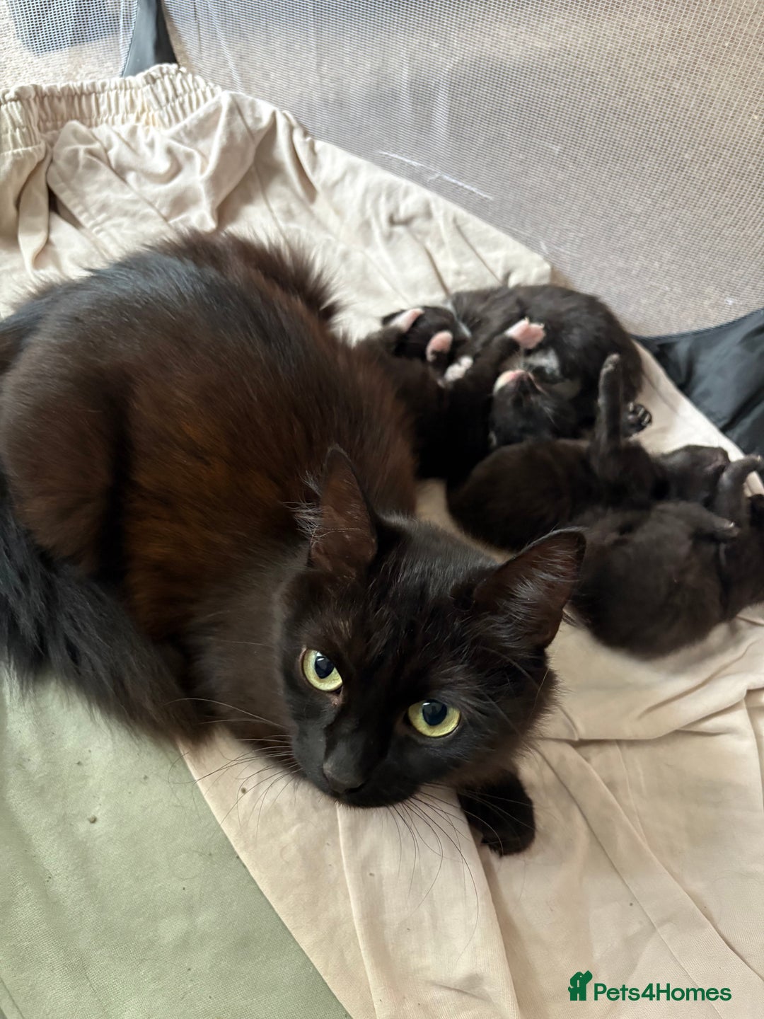 Mixed Breed cats for sale: Domestic Shorthair cross Maine CoonRagdoll kittens - Image 5