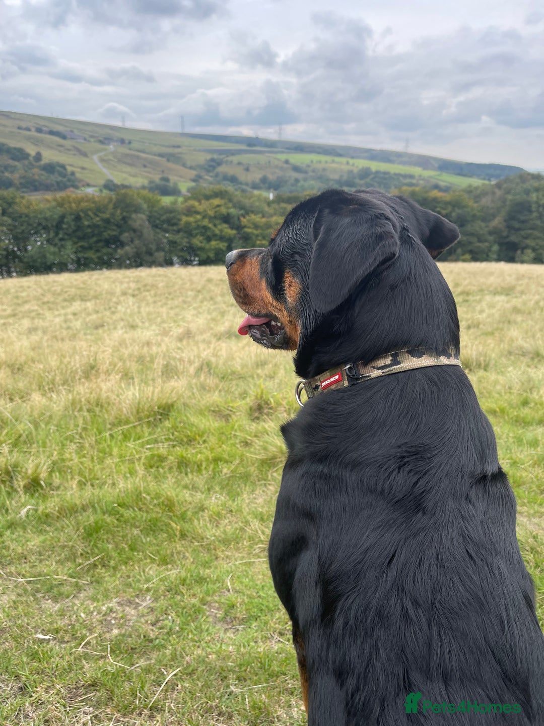 Rottweiler dogs for sale: 1 year old male  - Advert 1