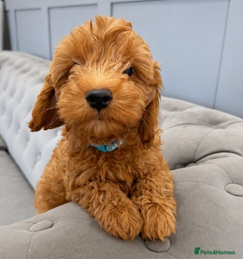 Cavapoo dogs Cavapoo x cockapoos for sale - Advert 2