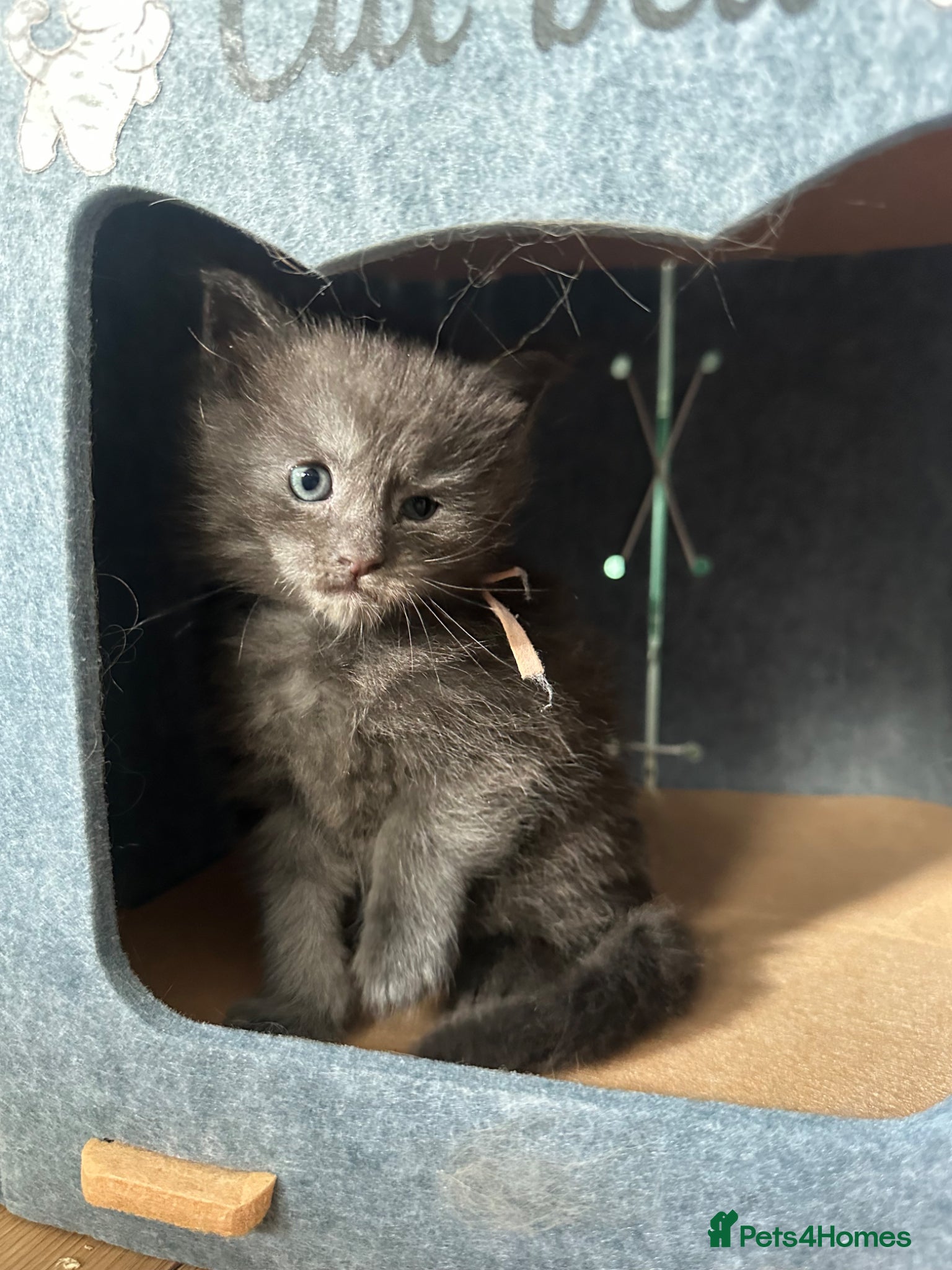 Maine Coon cats for sale: 5 beautiful Maine coon kittens - Advert 29