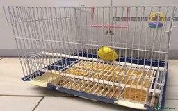 Budgerigars birds for sale: Bird and cage - Image 2